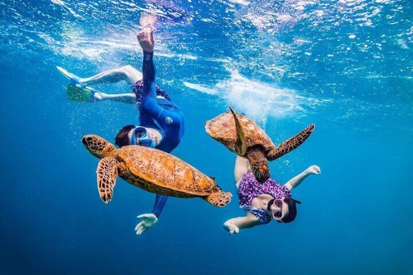 Marsa Alam: Snorkel with Sea Cows and Turtles at Marsa Mubarak