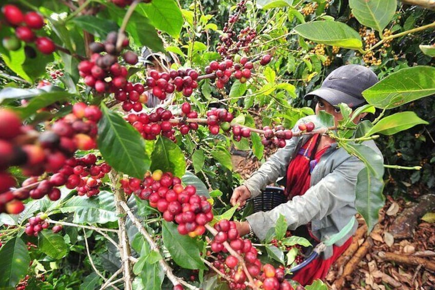 Coffee worker picking up ripe beans.