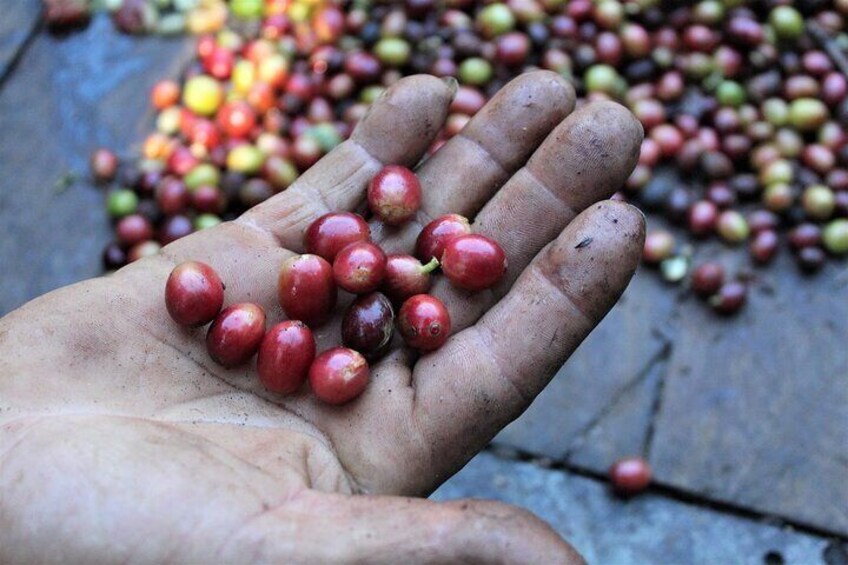 Bright red coffee beans.