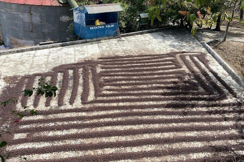 Coffee drying lot.