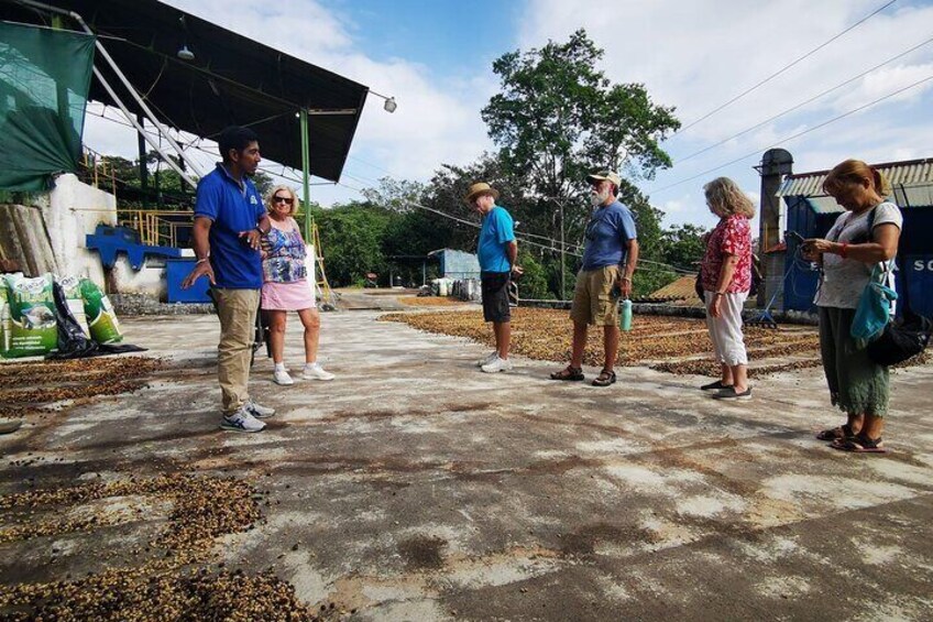 Guide explaining coffee process.
