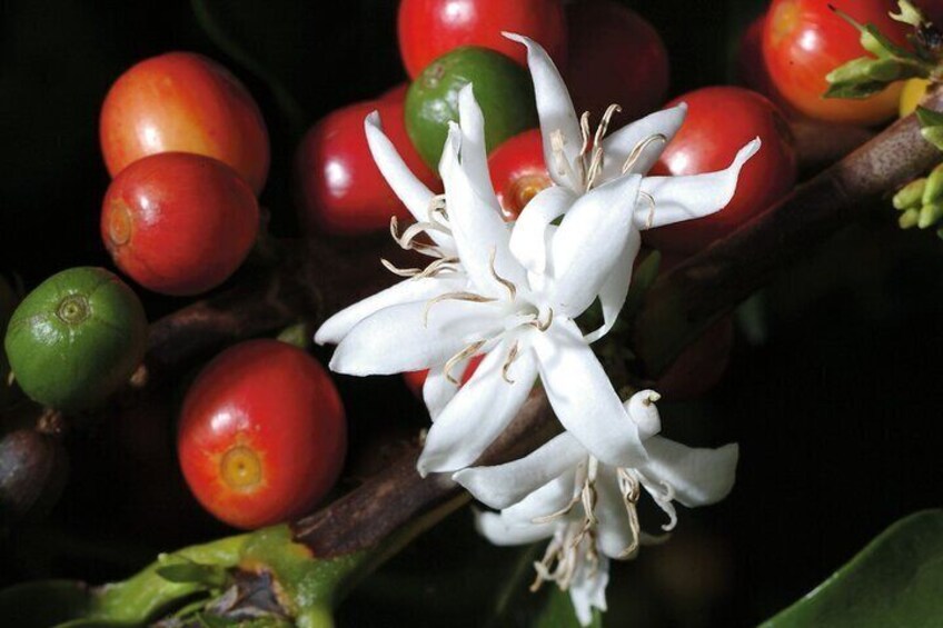 Coffee plant blossom.