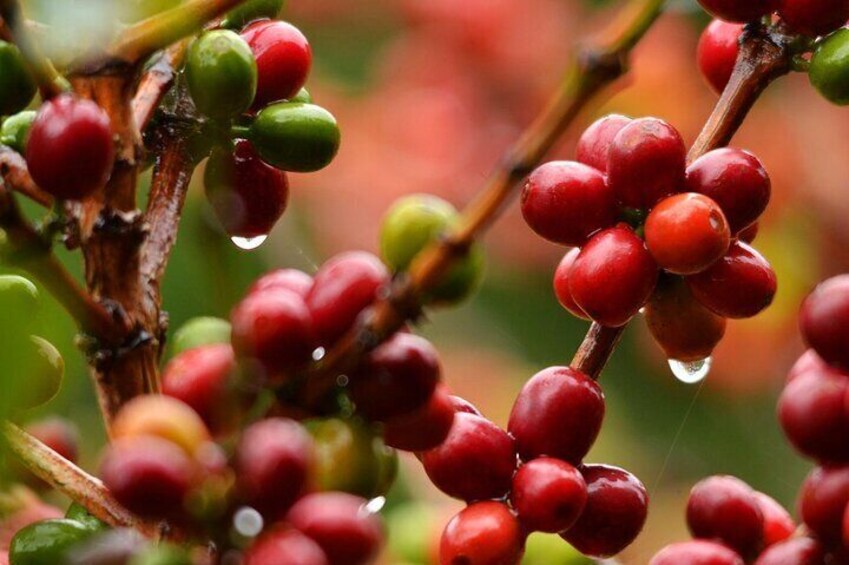 Coffee bean fresh in the morning with water droplets.