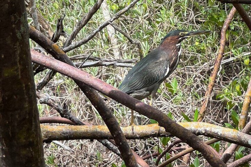 8-Hour Jungle Tour and Lagoon Passage to the Ocean in Fort Pierce