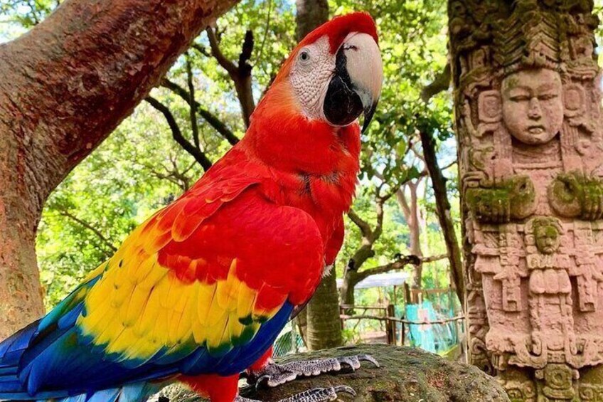 Spotting the majestic Macaw birds in Roatán is like discovering living jewels amidst the island's natural beauty.