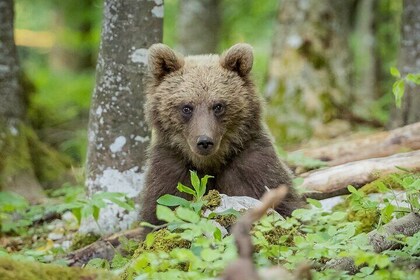 Wildlife Slovenia - Guided Bear & Bird Photography Tour