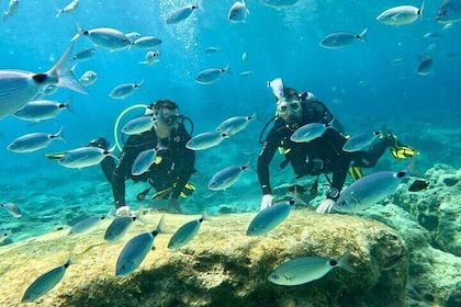 Immersioni subacquee con Guida privata, senza certificazione