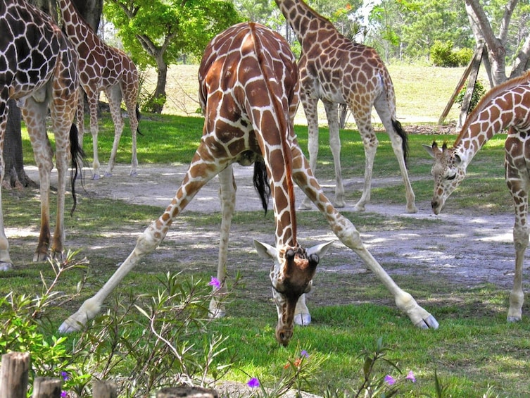 Miami Zoo with Transportation