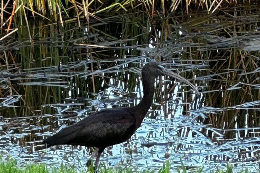 6-Hr Tropical Mangroves, Coastal River and Ocean Wildlife Watch 