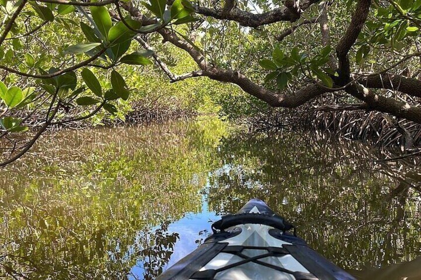 6-Hr Tropical Mangroves, Coastal River and Ocean Wildlife Watch 