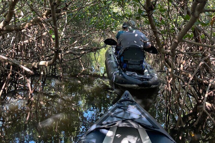 6-Hr Tropical Mangroves, Coastal River and Ocean Wildlife Watch 