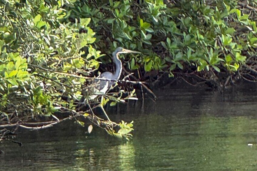 6-Hr Tropical Mangroves, Coastal River and Ocean Wildlife Watch