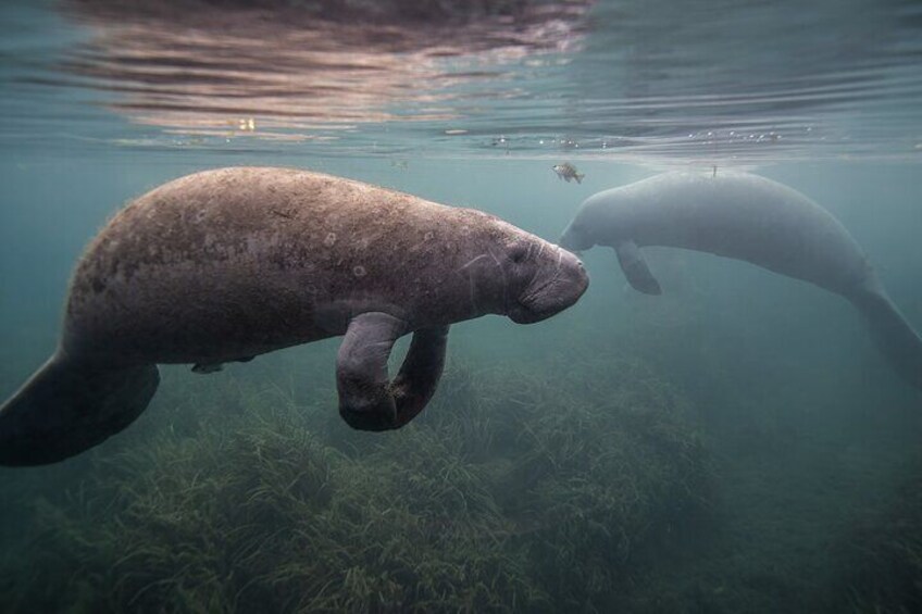 Come see Manatees, dolphins, bald eagles, ospreys, and much more wildlife!