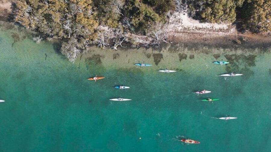 Mangroves and Mansions Guided Kayak Tour on the Noosa River