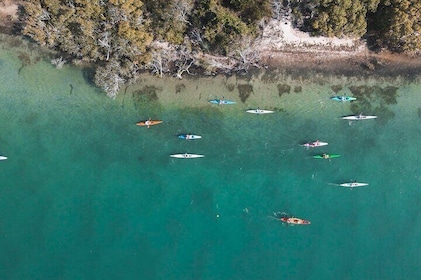 Mangroven en herenhuizen Begeleide kajaktocht op de rivier de Noosa