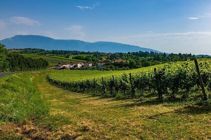 Private Tour from Venice to Hill of Prosecco