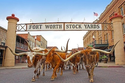 Fort Worth Stockyards Foodie Tour with Food Tours of America