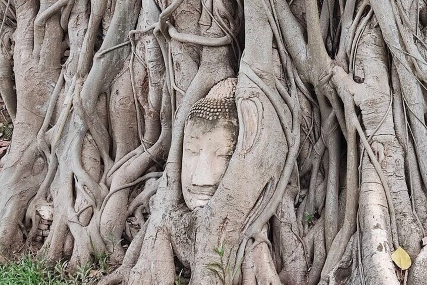 The head of the Buddha is embedded in the root of the tree.