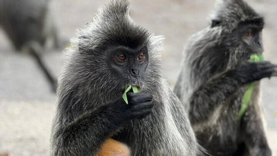 Fireflies & Silver leaf monkey Gazing tour