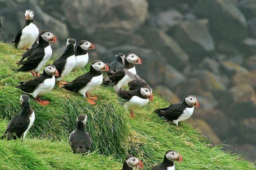 Puffins at the Puffin colony