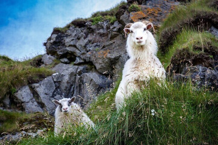 Icelandic sheeps