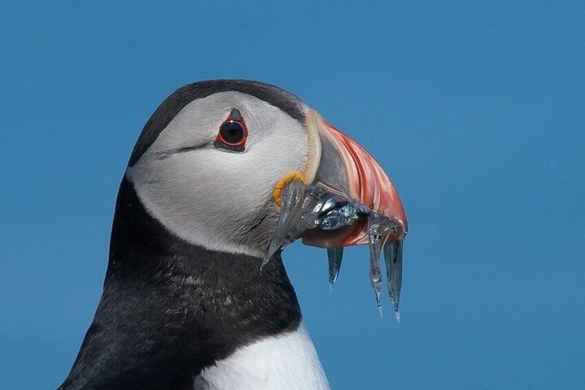 Puffin with fish