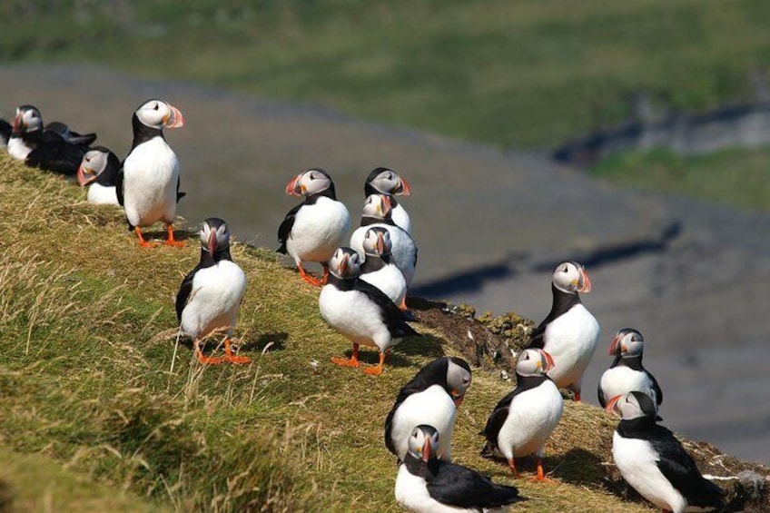 Puffins at the Puffin colony