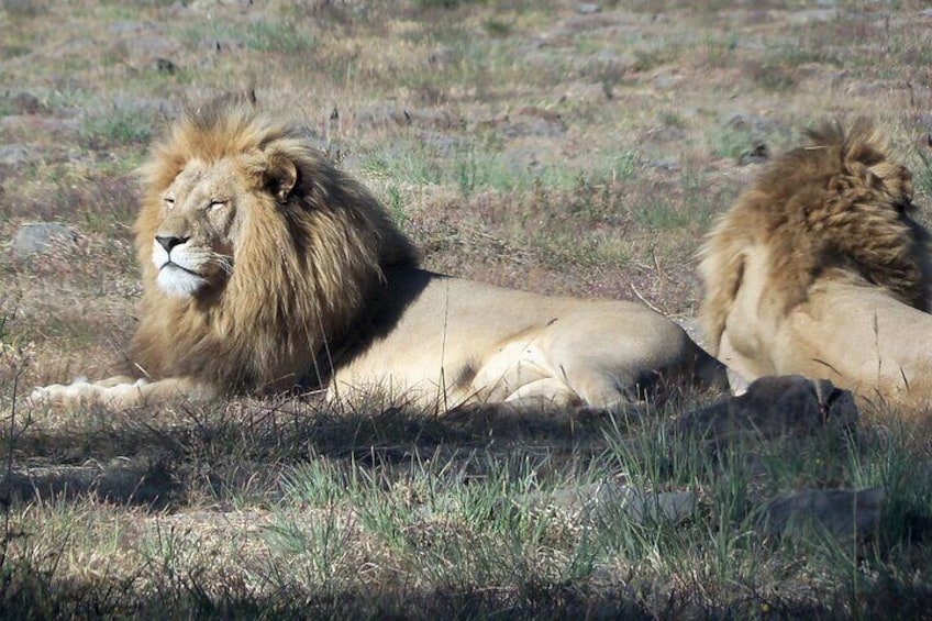 Two Male lions enjoying the sun