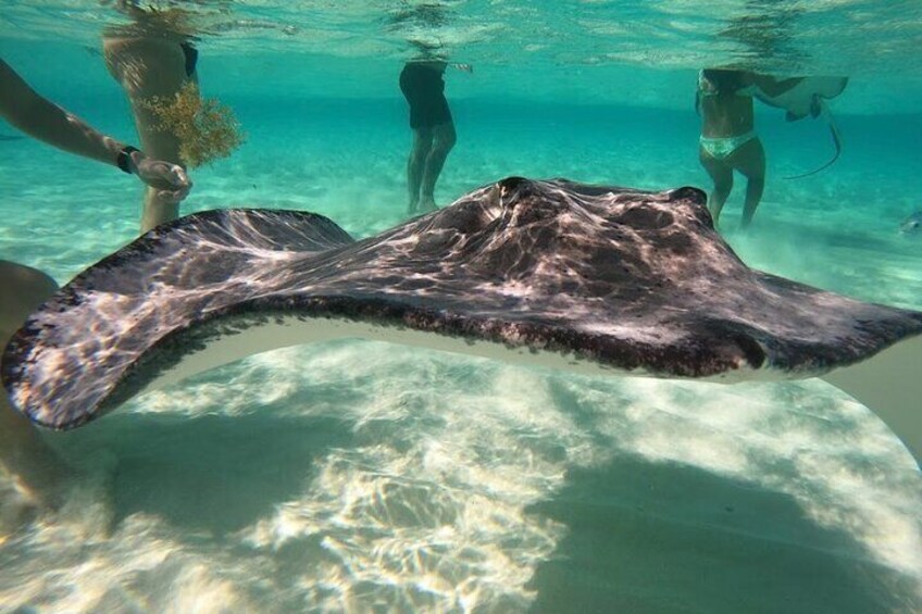 Sunrise Stingray Private City Tour