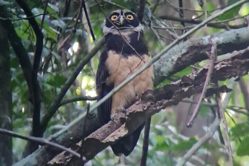 Spectacled owl