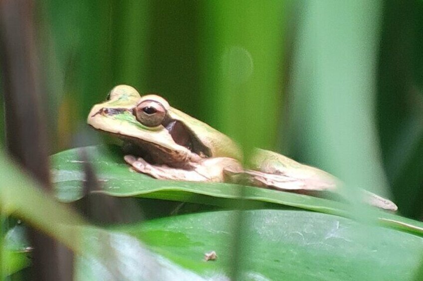 Maked tree frog