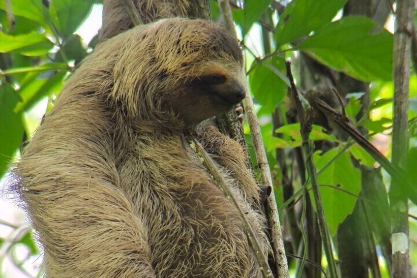 2-3-Hour Manuel Antonio Park Nature Guided Tour