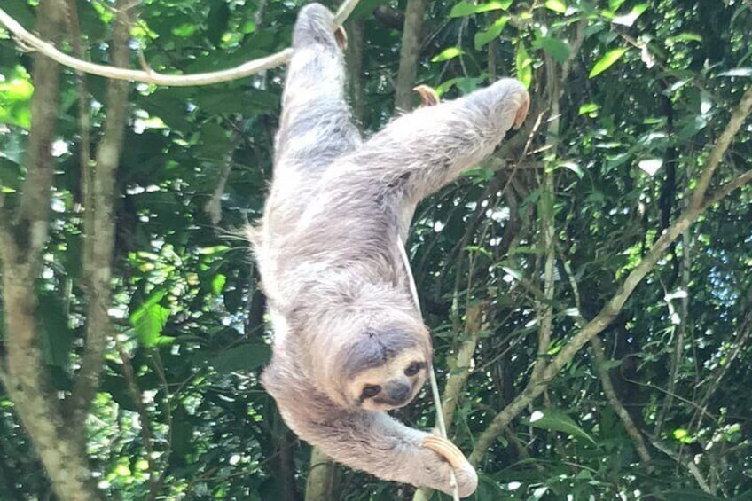 One of the highlights of the park, to find the three toed sloth at its natural habit.