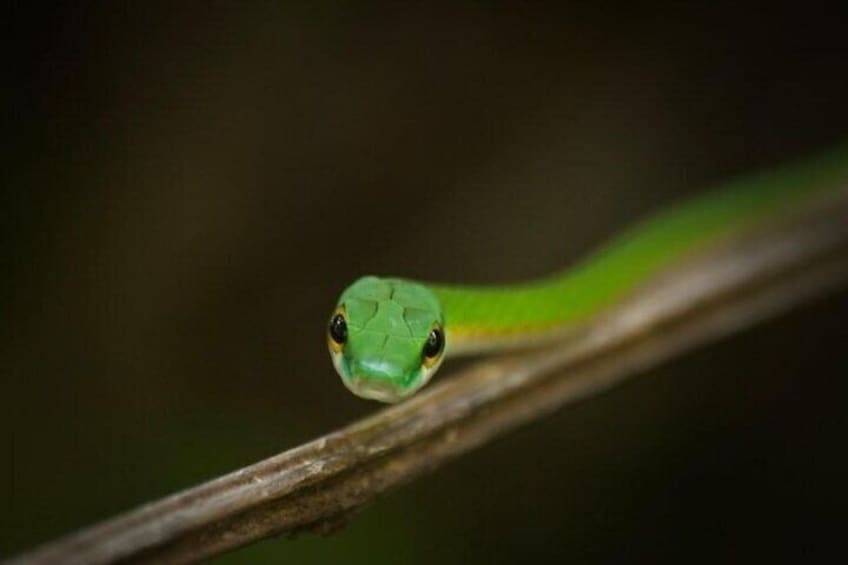 2-3-Hour Manuel Antonio Park Nature Guided Tour