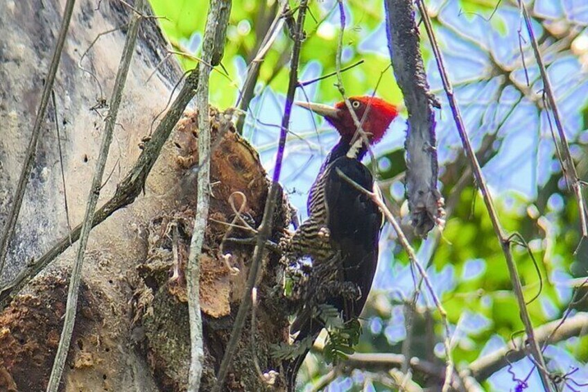 2-3-Hour Manuel Antonio Park Nature Guided Tour