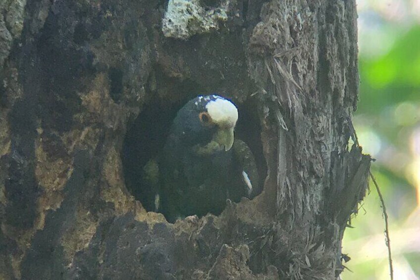 2-3-Hour Manuel Antonio Park Nature Guided Tour