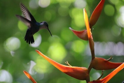 2-3-timmars guidad naturtur i Manuel Antonio Park