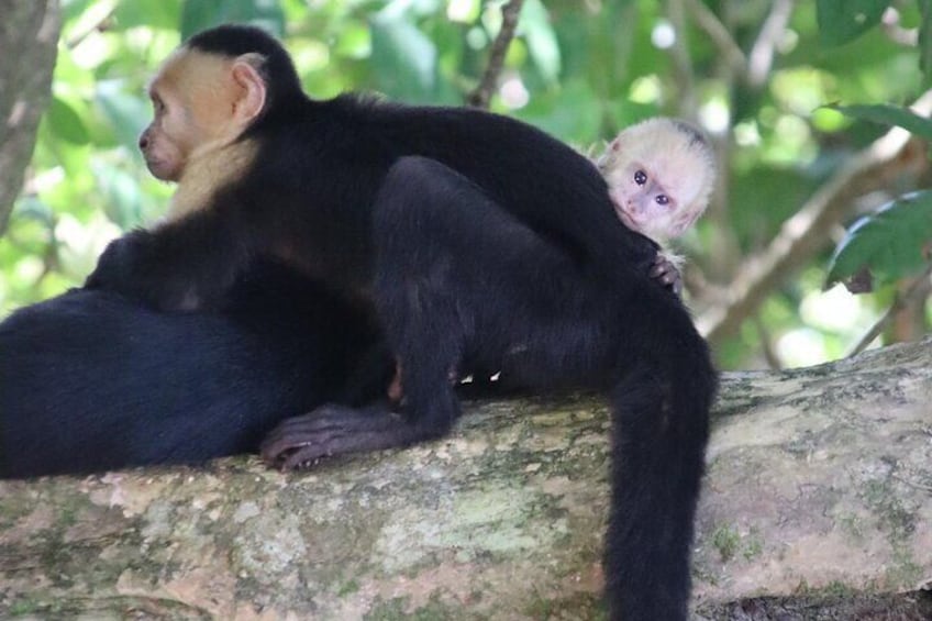 2-3-Hour Manuel Antonio Park Nature Guided Tour