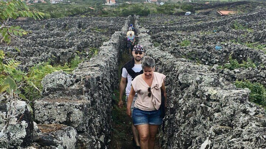 Unesco heritage landscape - Pico Vineyards