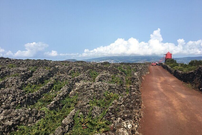 Pico Girl Power Wine Tour in the Azores Islands