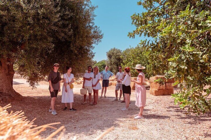 Masseria Rural Park Tour with Tasting of 3 EVO oil labels