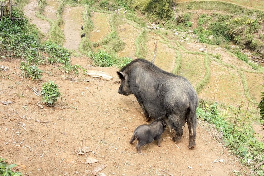 Picture 10 for Activity Muong Hoa Valley 2-Day Group Trek with Homestay