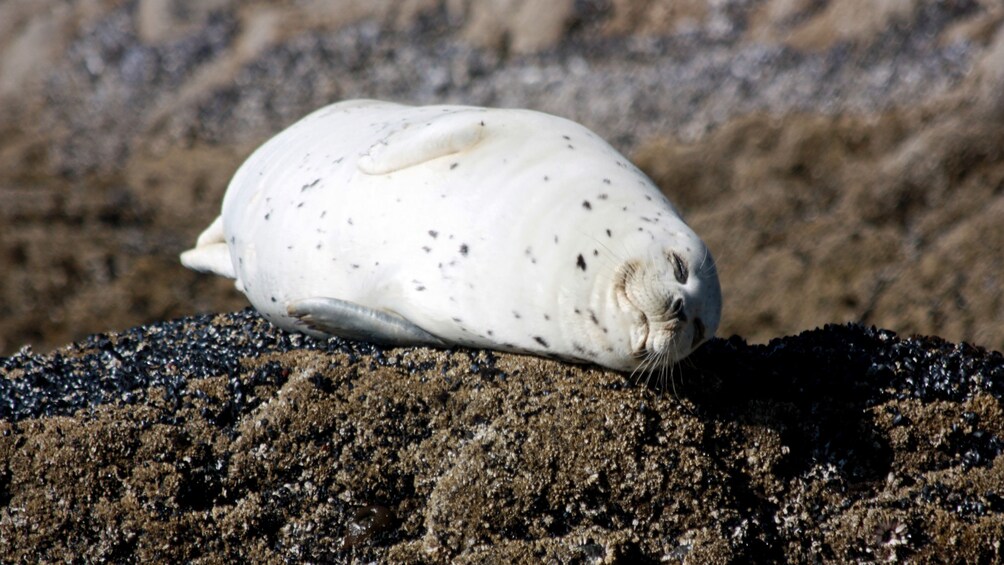 White seal sunbathing on a rock in Oregon