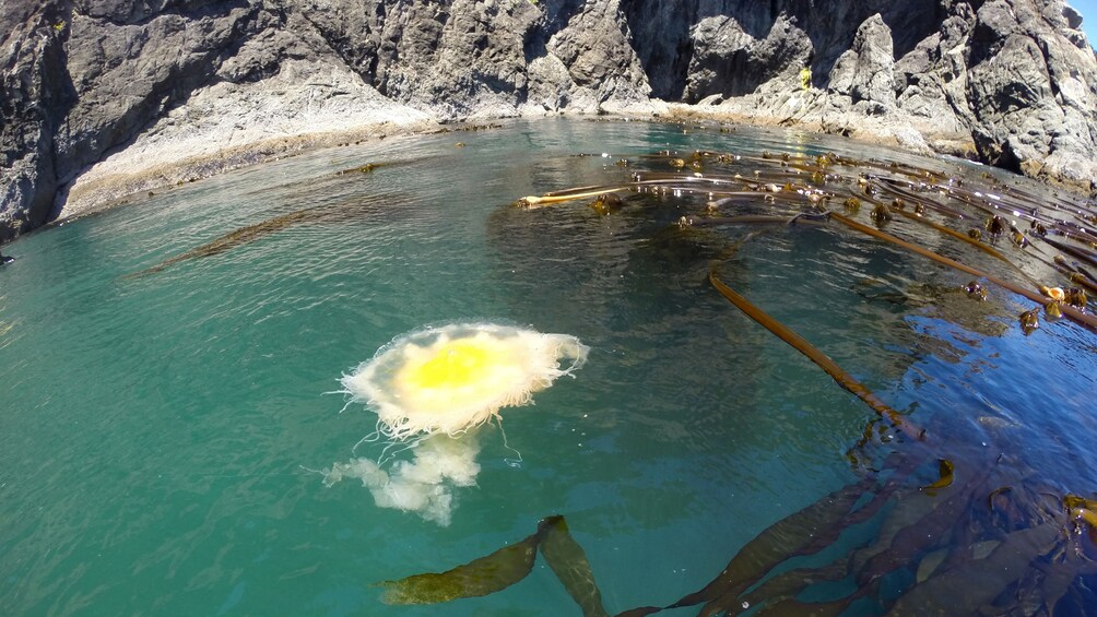 Large jellyfish near the surface of the water in Oregon