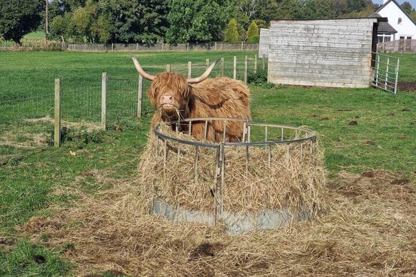 highland