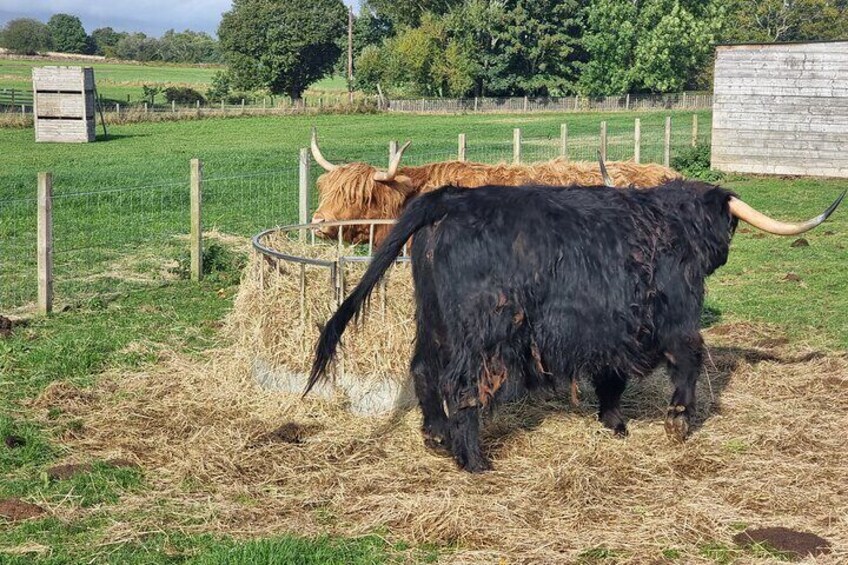 highland coos