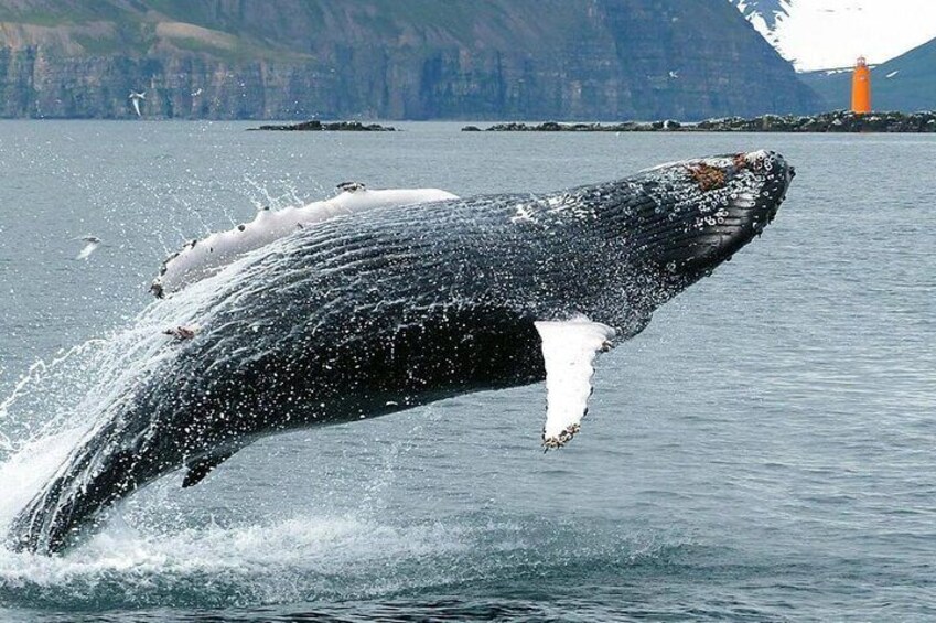 Breaching humpbacks