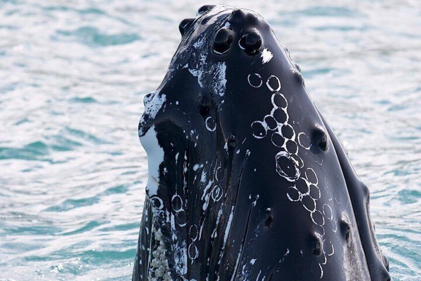 Our humpbacks are extremely curious by nature
