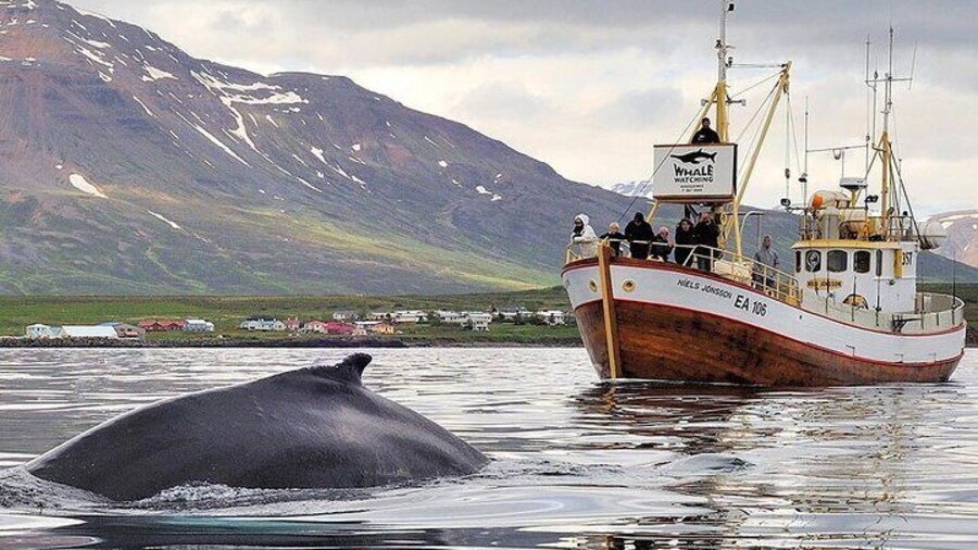Classic oak boats from the old fishing village of Hauganes
