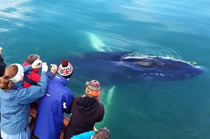 A posing humpback